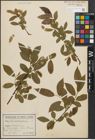 Foto von Salix pentandra L.